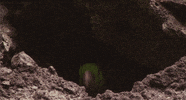 bird parakeet GIF by Head Like an Orange